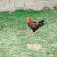 خروس