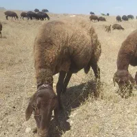 میش هترو