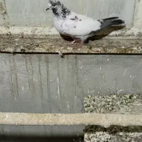 کبوتر ماده مومن اباد