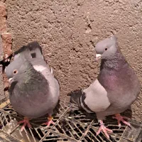 ی جفت سبز سوقدیم|پرنده|بهارستان, |دیوار