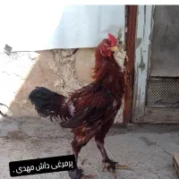 خروس لاری