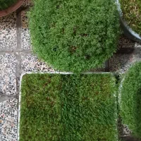 سبزه مراسمات