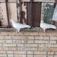 کفتر|پرنده|بهبهان, |دیوار