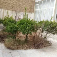خدمات باغبانی.ویلا و باغچه...