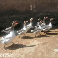 سلام دو عدد غاز بزرگ