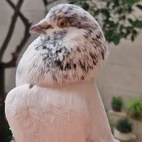 کبوتر خیام حافظ