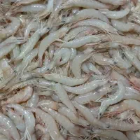 میگو سرتیز جنگل|ماهی|قشم, |دیوار