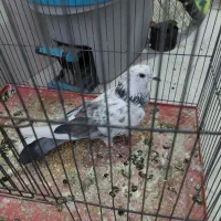 ماده پشت خال سیاه درجه ۱