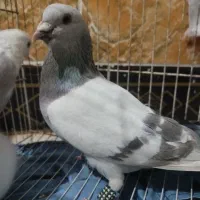 کفتر|پرنده|تربتحیدریه, قاسم آباد|دیوار