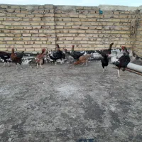 لاری مرغ و خروس و فریک و تخم لاری|حیوانات مزرعه|تاکستان, |دیوار