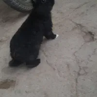 خرگوش