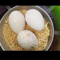 تخم بوقلمون