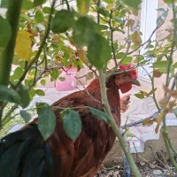 خروس