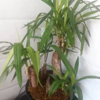 گل طبیعی،سانسوریا،زاموفیلیا،یوکا،کاکتوس|گل و گیاه طبیعی|قم, کوه سفید|دیوار