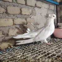 سفید نوک جمع|پرنده|مرند, |دیوار