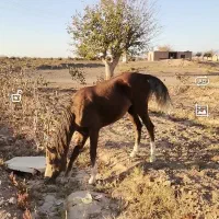 فروش کره مادیون کرد نژاد دار