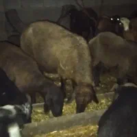 طوقلی و بره فروشی