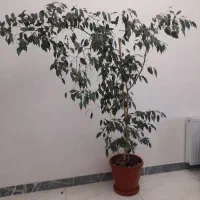 گل و درختچه بنجامین سبز