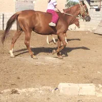 مادیان دوخون نژاد دوخون|اسب و تجهیزات اسب‌سواری|گنبد کاووس, |دیوار