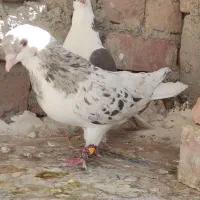 کبوتر چپ