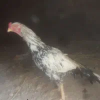 خروس فروشی میانوالی