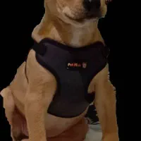 توله پیتبول