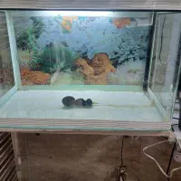 وسایل آکواریوم .به طول ۵۷و عرض ۳۲و ارتفاع۳۶|ماهی|کرمانشاه, |دیوار