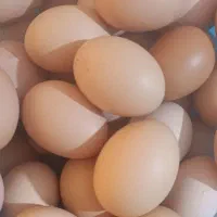 تخم مرغ محلی