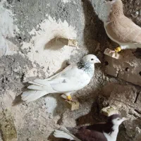 همه چیز تموم