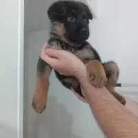 توله سگ ژرمن شپرد ماده اصیل