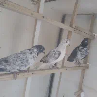 پرنده|پرنده|معصومیه, |دیوار