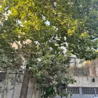 کلنگی-600-متری-کامرانیه-شمالی-استثنایی