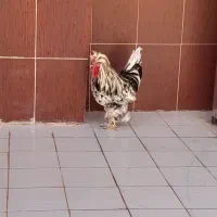 خروس سلطان