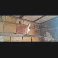 کفتر یهودی ماده به شرط جوجه پرشی