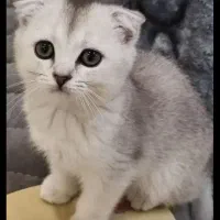 اسکاتیش بریتیش ماده|گربه|گرگان, |دیوار