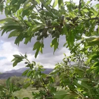 زمین باغی