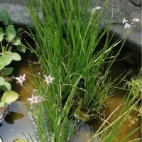 گیاهان مردابی