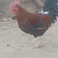 خروس بزرگ و جوان و مرغ دیلگونی پاپر گردن ریت