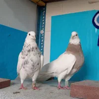 طوقی|پرنده|شهرضا, |دیوار