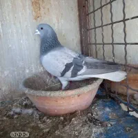 عکس‌ نمایشی هس