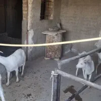 فروش بز سانن