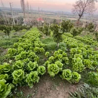 فروش کاهو رسیده پیچ پیچی