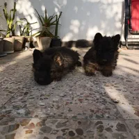 توله ژرمن موبلندبلک و دورنگ|سگ|هشتگرد, هشتگرد قدیم|دیوار