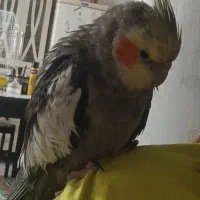 عروس هلندی گمشده