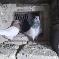 کبوتر|پرنده|ارومیه, |دیوار
