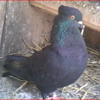 کبوتر زاغ گرفتم