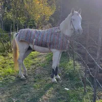 فروش نریان دوخون|اسب و تجهیزات اسب‌سواری|اسالم, |دیوار