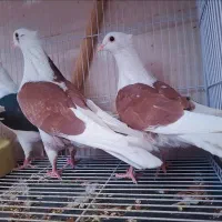 کبوتر فروشی|پرنده|سراوان, |دیوار