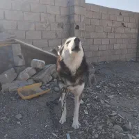 سگ هاسکی نژاد دار