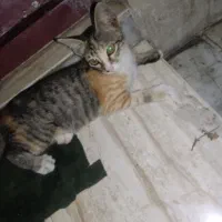 گربه ماده بین ۳ و ۴ ماهه